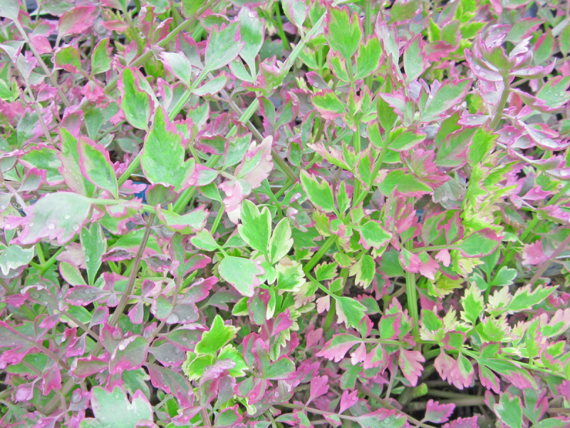 bunter Wasserfenchel - Oenanthe fistulosa 'Flamingo'